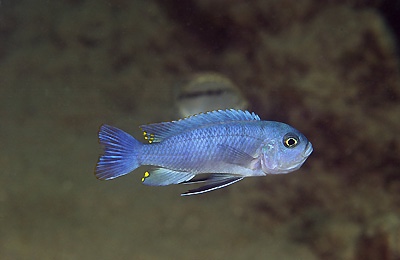 Cynotilapia sp. 'hara' Gallireya Reef